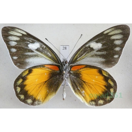 Delias zebuda Hewitson, 1862 male reverse Indonesia, Sulawesi28